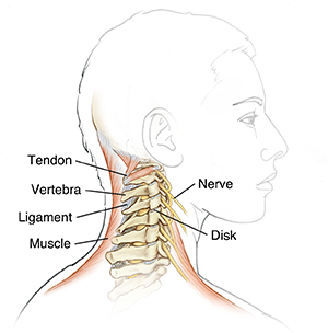 Side view of head and neck showing spine, nerves and muscles.