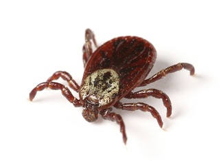 Deer tick