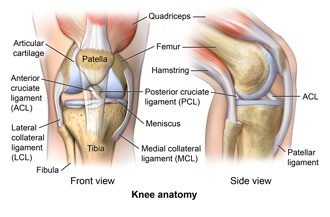 Anatomy of the knee